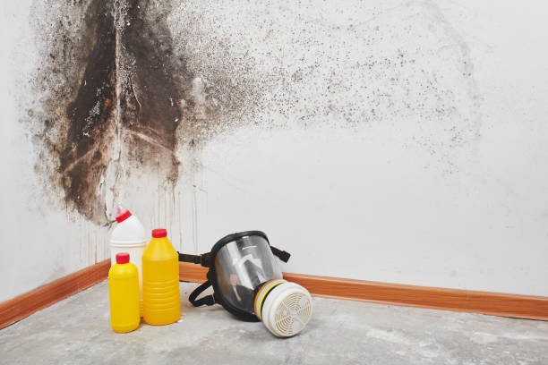 Best Black Mold Removal  in Huron, CA