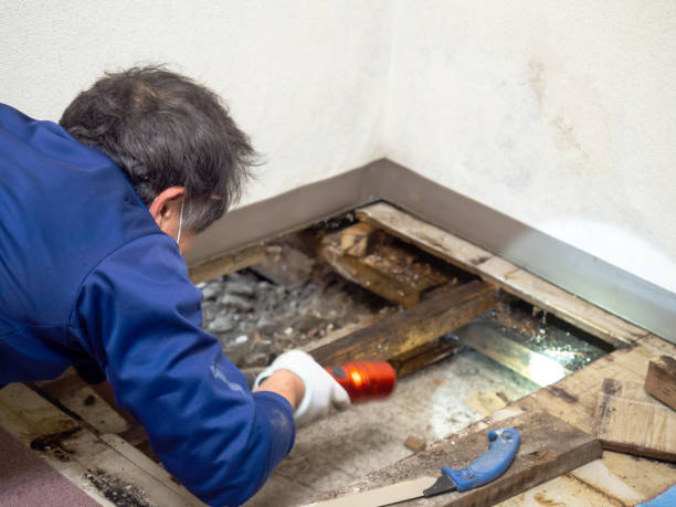 Best Professional Mold Removal  in Huron, CA