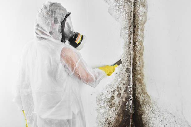 Best Mold Remediation Experts  in Huron, CA