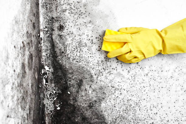 Best Commercial Mold Removal  in Huron, CA