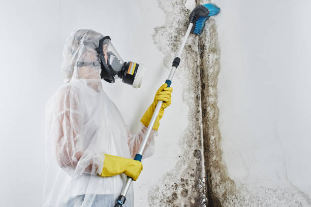 Professional Mold Removal in Huron, CA
