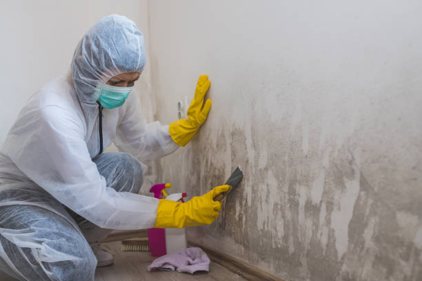 Best Toxic Mold Removal  in Huron, CA