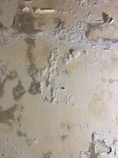 Best Office Mold Removal Services  in Huron, CA