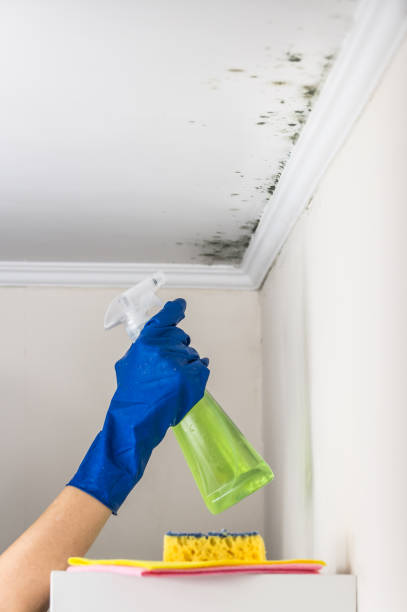 Best Certified Mold Removal  in Huron, CA