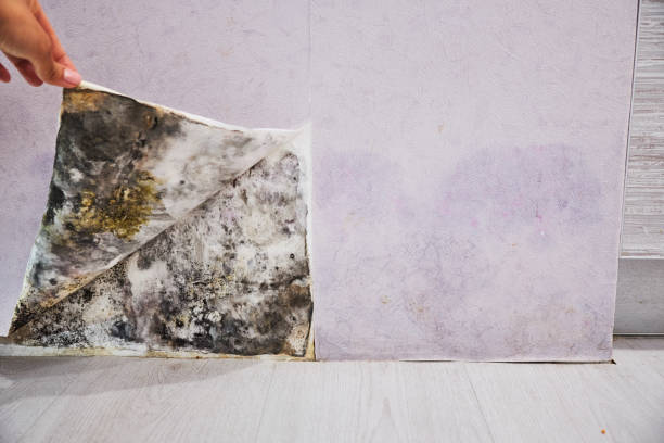 Best Home Mold Removal  in Huron, CA